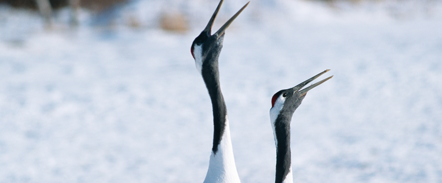 釧根地区レンタカー協会